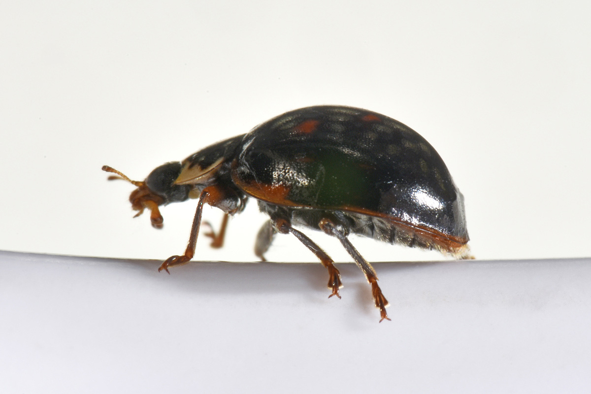 Coccinellidae: Harmonia axyridis